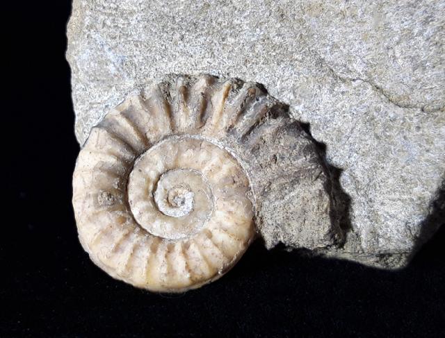 Arnioceras oppeli GUERIN-FRANIATTE 1966 - Bild © FossNet FossilienStore